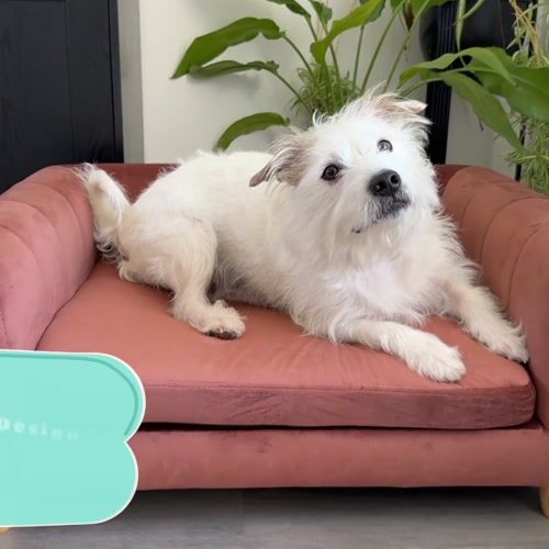 Critter Sitters CSPETBED11-BRWN - 1