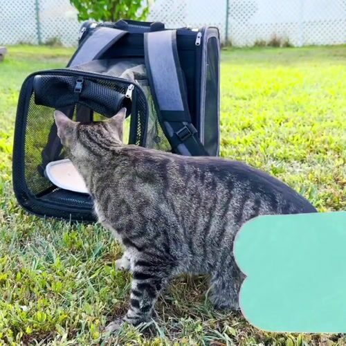 CritterSitters CSBPCKSTRG-LGR1 - 12