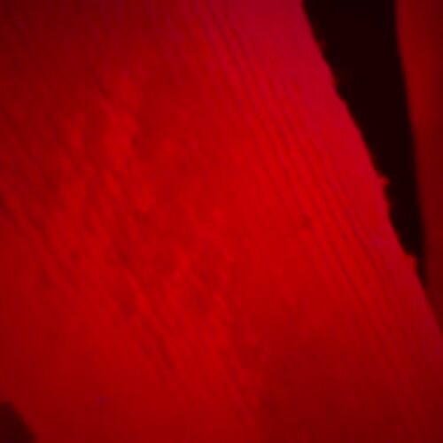 Haunted Hill Farm HHSKEL-15LSA - 13